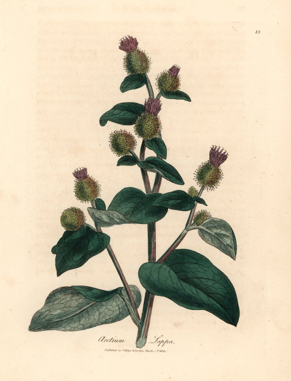 Purpurblühende Klette, Arctium lappa, aus einer botanischen Illustration von James Sowerby aus William Woodville und Sir William Jackson Hooker