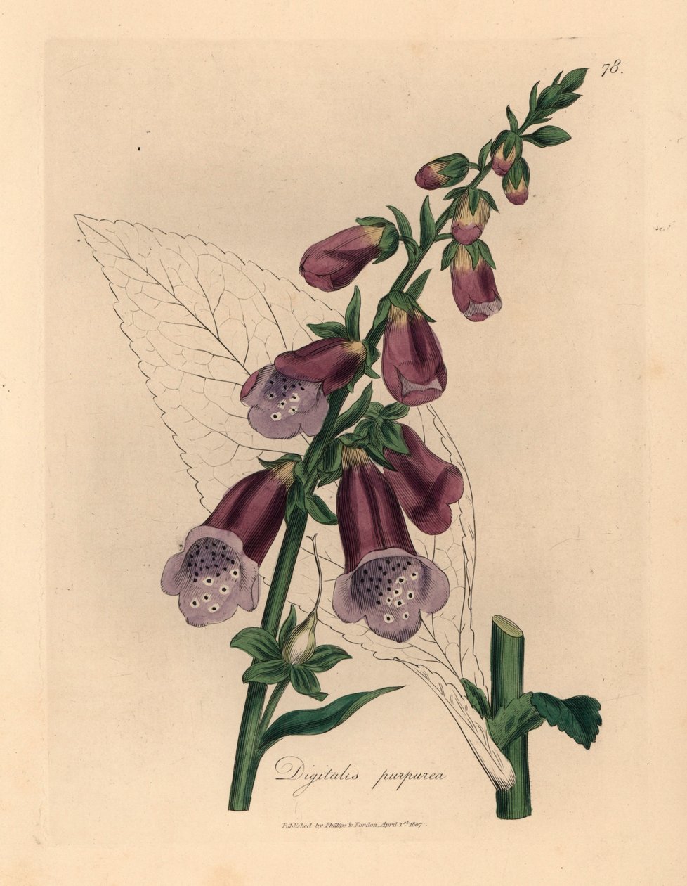 Purpur-Fingerhut, Digitalis purpurea, aus einer botanischen Illustration von James Sowerby aus William Woodville und Sir William Jackson Hooker
