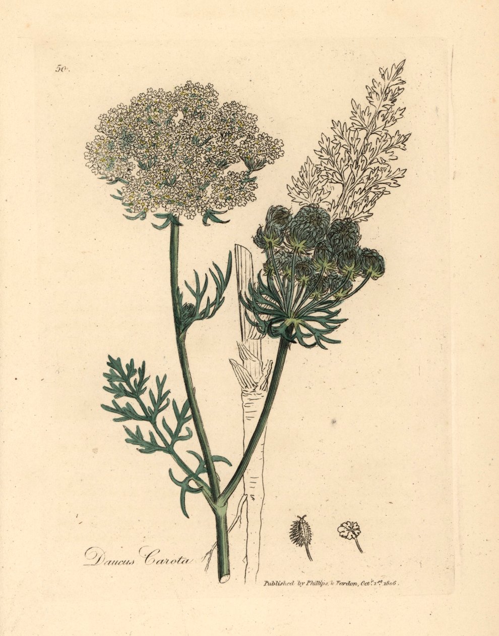 Weiß blühende wilde Karottenpflanze, Daucus carota, aus einer botanischen Illustration von James Sowerby aus William Woodville und Sir William Jackson Hooker