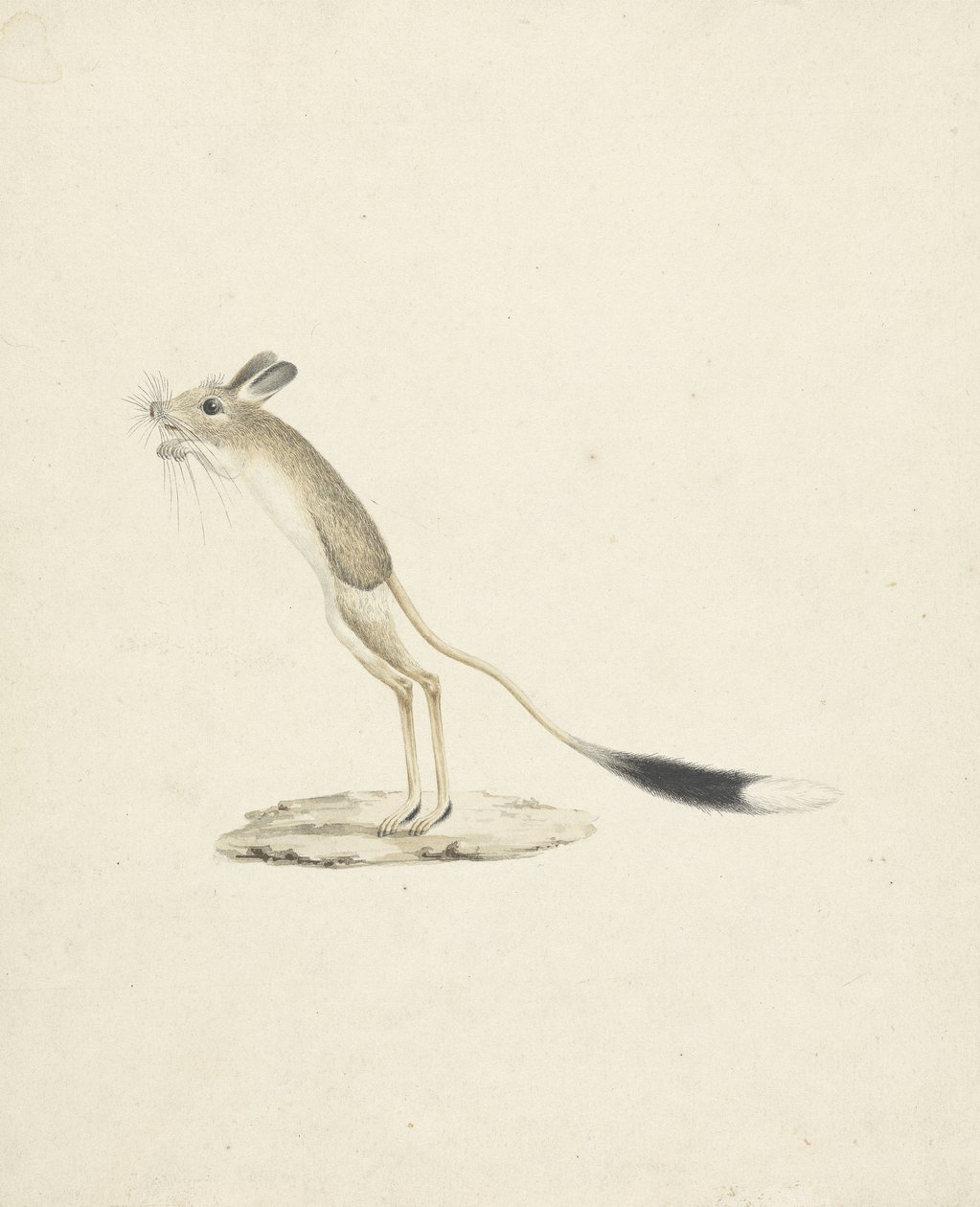 Jerboa Nr. 4 von James 1730 94 Bruce