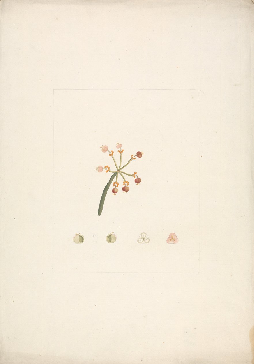 Euphorbia nubica N.E. Br. (Nubische Wolfsmilch): fertige Zeichnung eines blühenden und fruchtenden Triebs, mit Details der Blütendissektionen von James Bruce