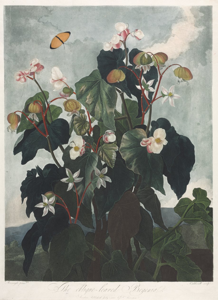 Der Tempel der Flora oder Garten der Natur: Die Schiefblättrige Begonie von James Caldwall