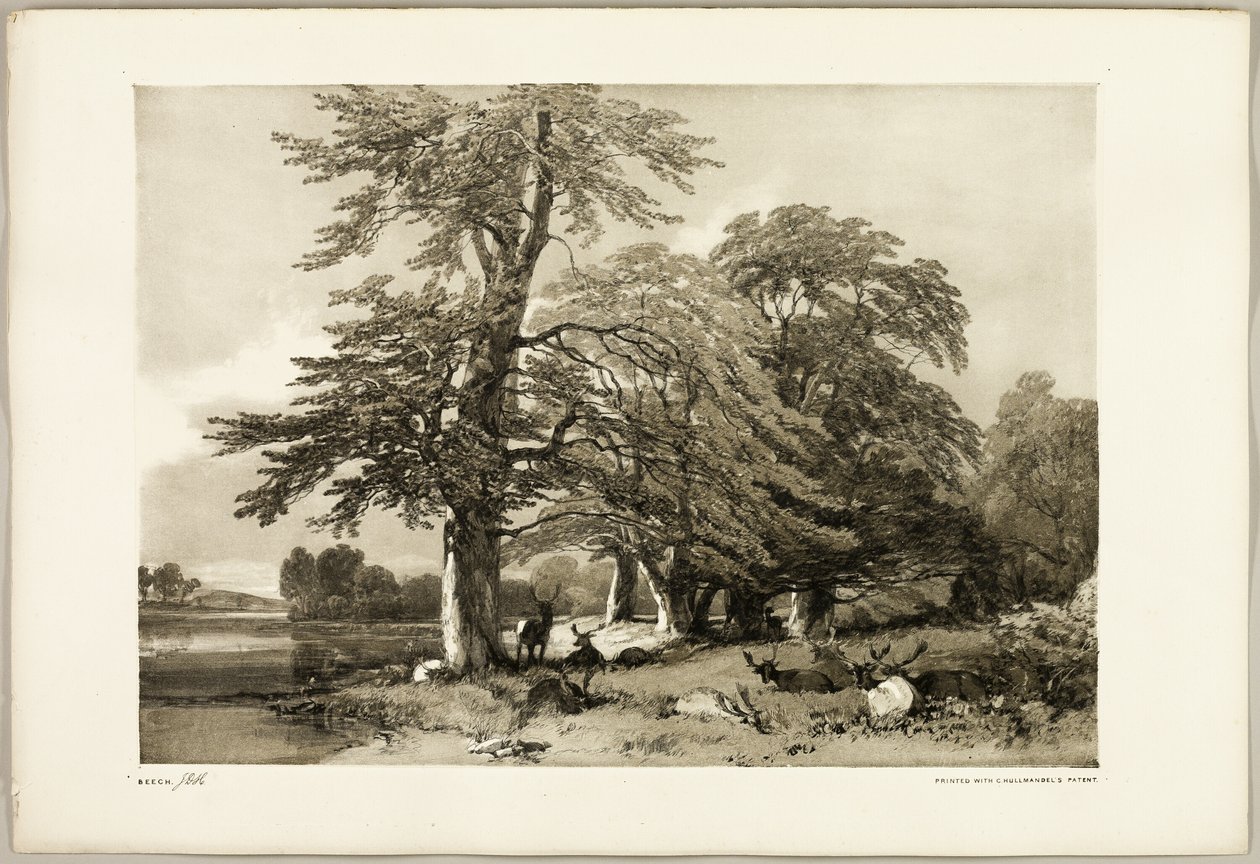 Buche, aus Der Park und der Wald von James Duffield Harding