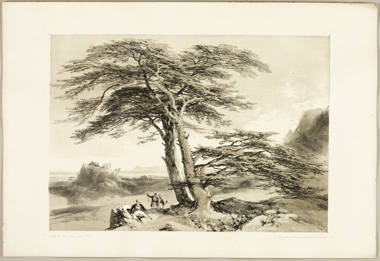 Zedern des Libanon, aus Der Park und der Wald