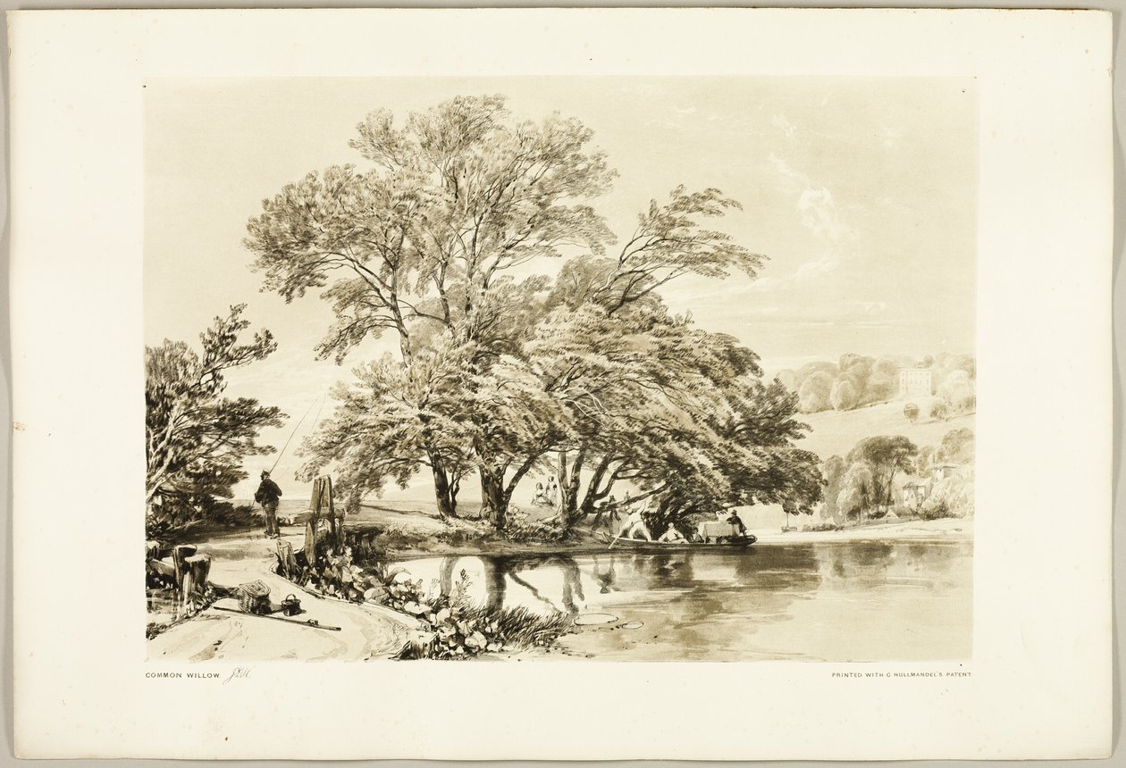 Gemeine Weide, aus Der Park und der Wald von James Duffield Harding