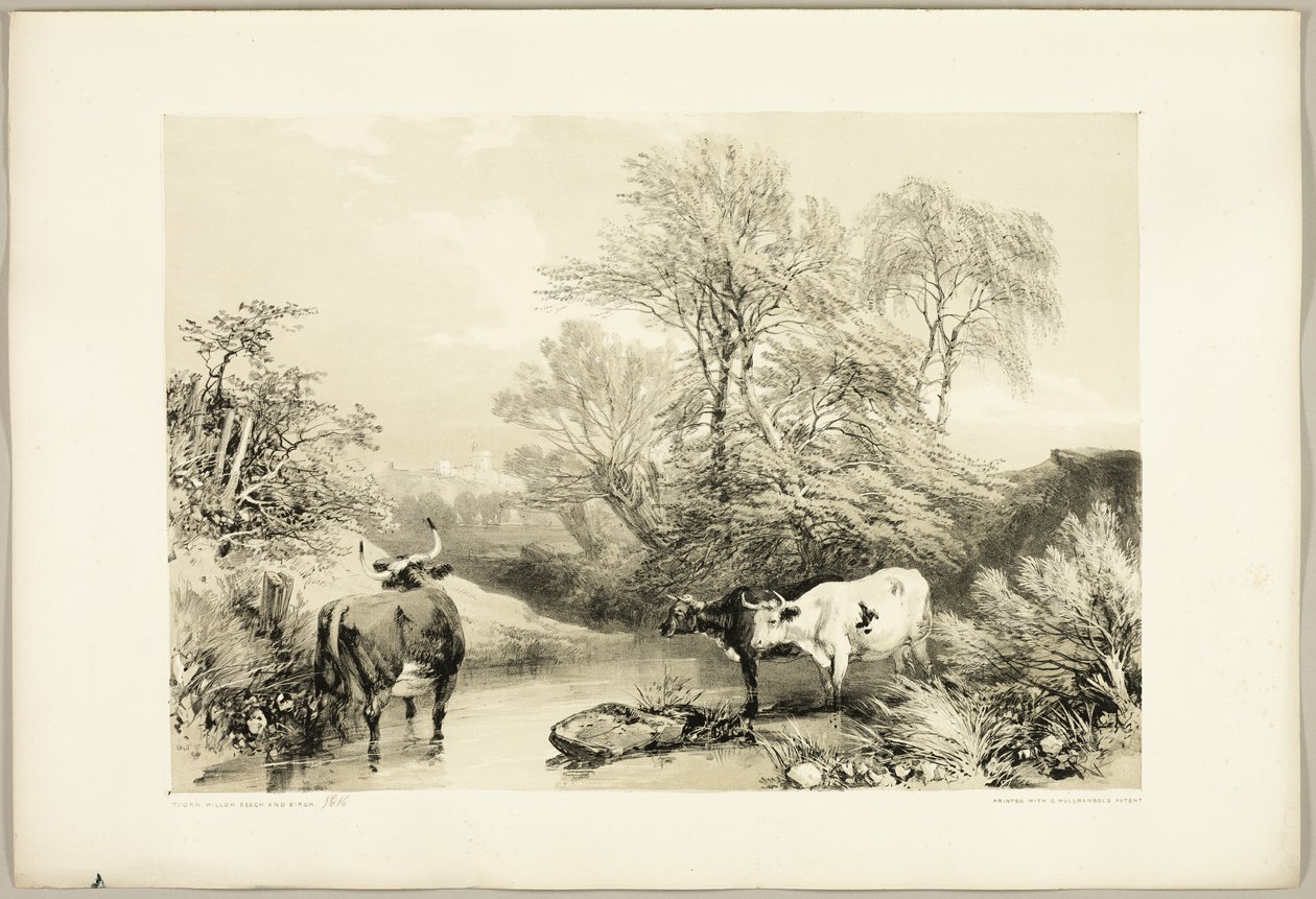 Dorn, Weide, Buche und Birke, aus Der Park und der Wald von James Duffield Harding