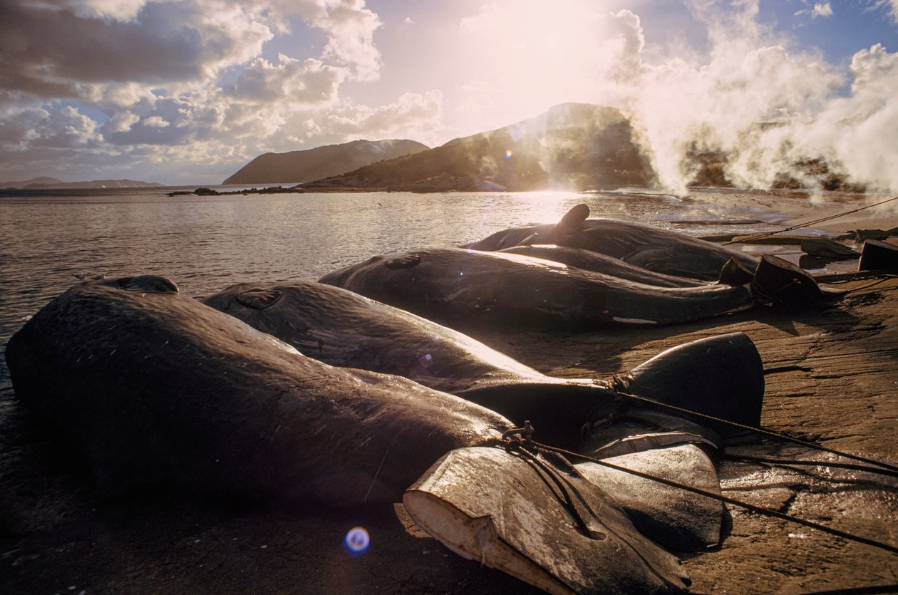 Geschlachtete Wale liegen nach einer Jagd am Strand. Frenchman Bay in der Nähe von Albany, Westaustralien von James L Stanfield