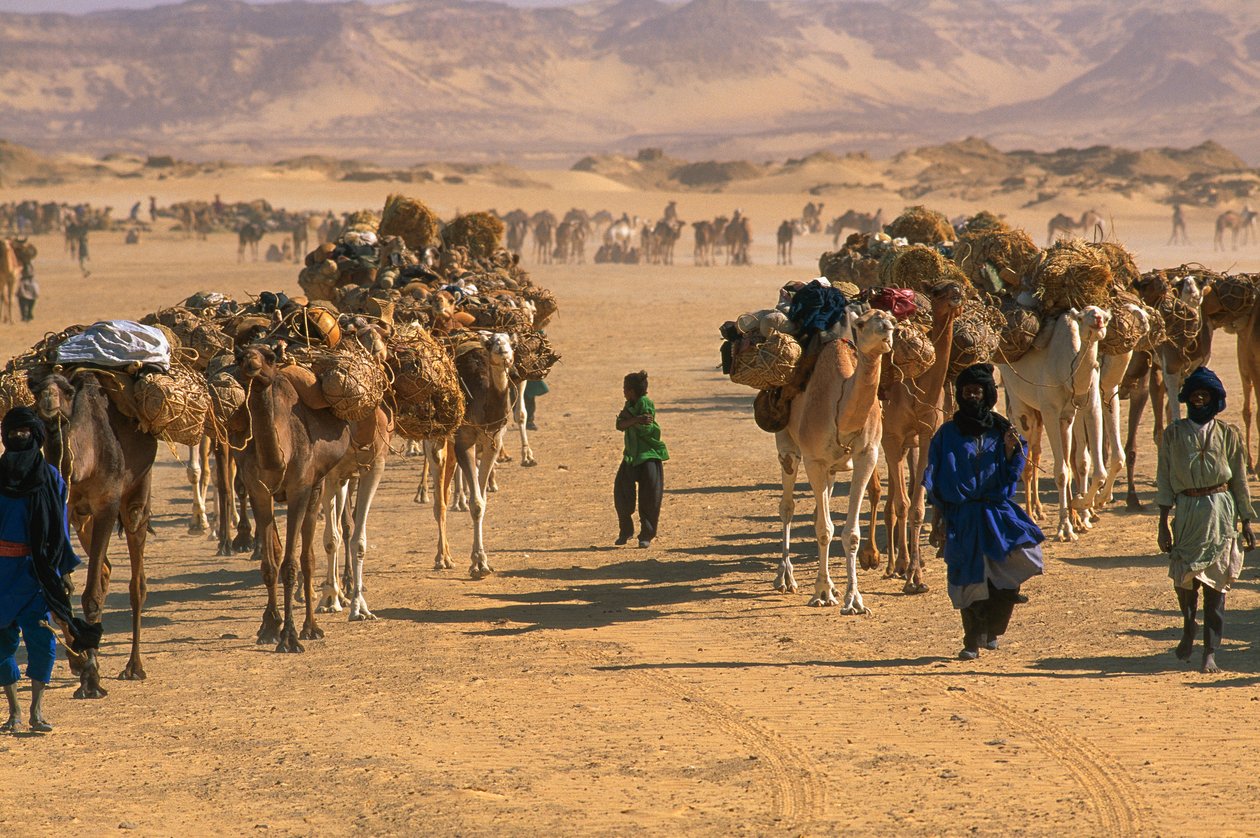 Salzkarawane außerhalb von Fachi. In der Nähe von Fachi, Niger. von James L Stanfield