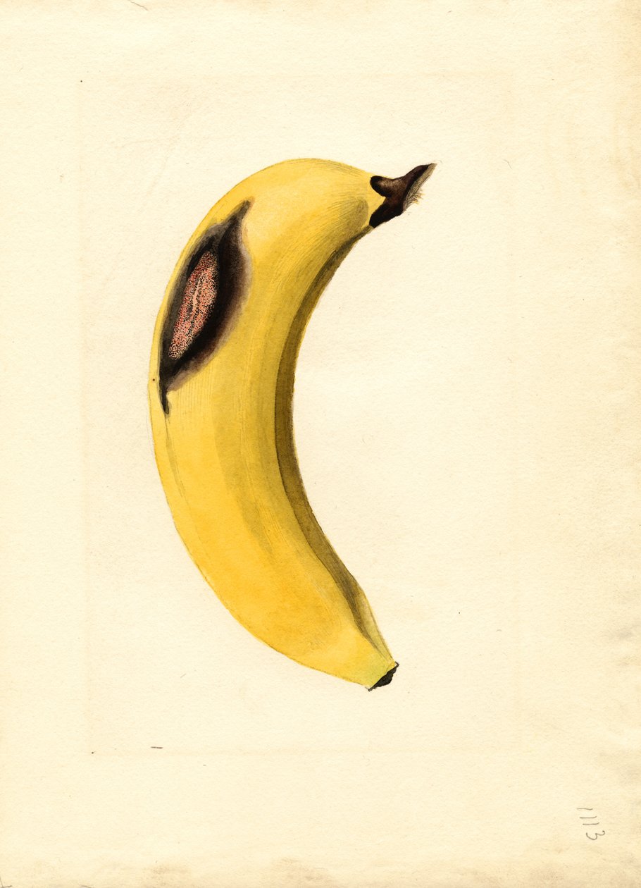 Banane (Musa) von James Marion Shull