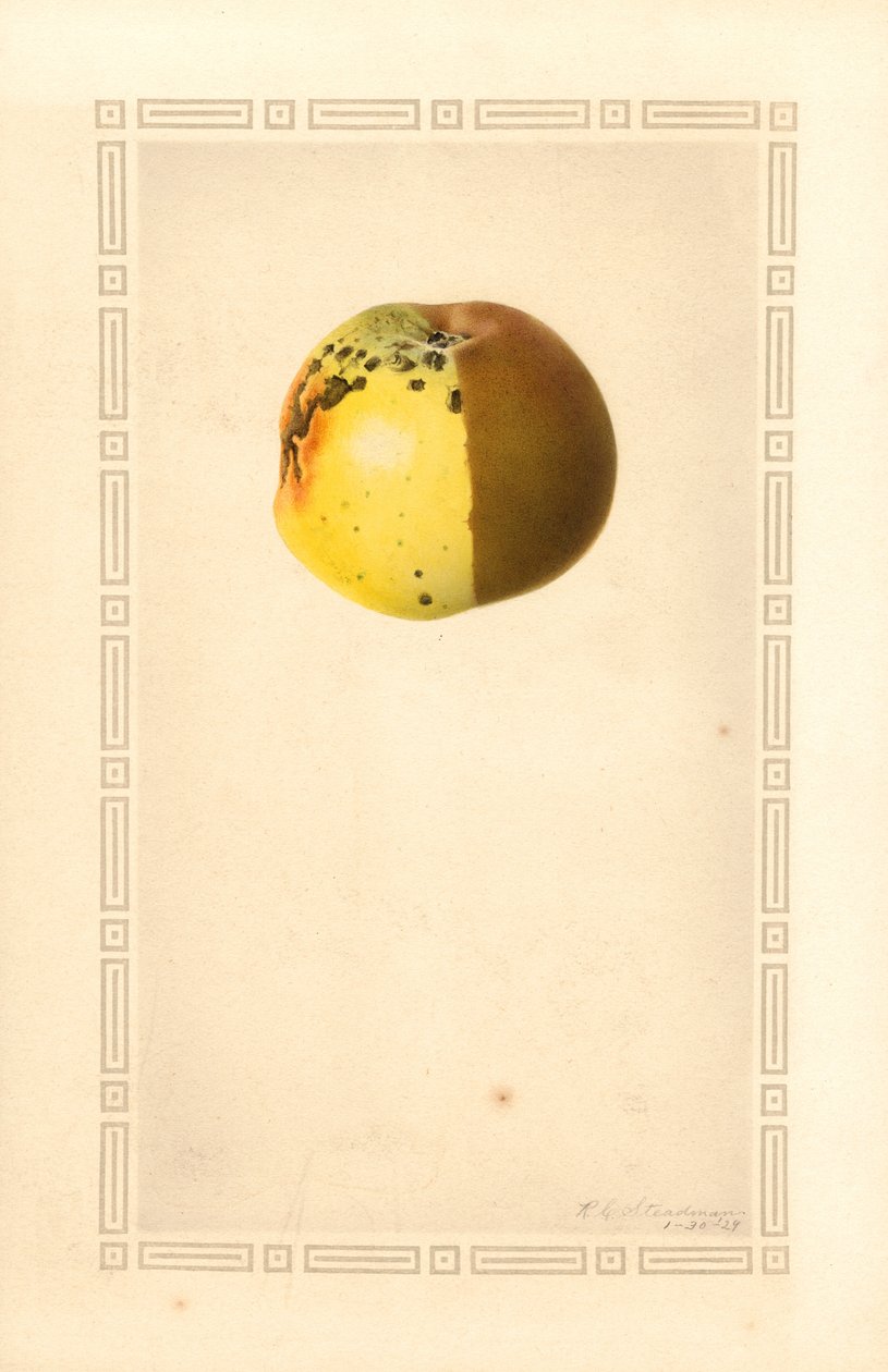 Russet-Apfel (Malus domestica) von James Marion Shull
