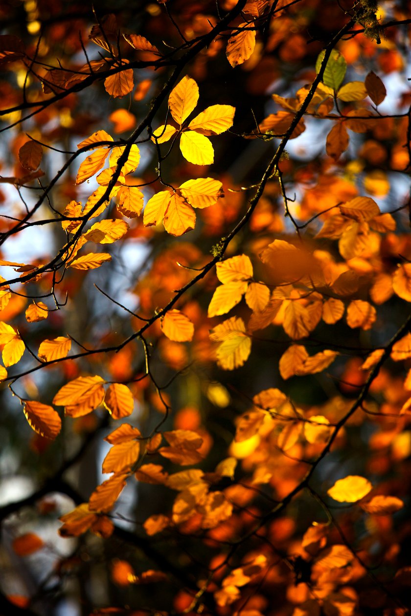 Gelbe und goldene Herbstblätter noch am Ast eines Baumes, 2009 von James McCormick