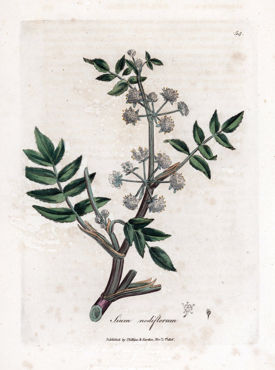 Sumpf-Wasserkresse, Sium nodiflorum von James Sowerby