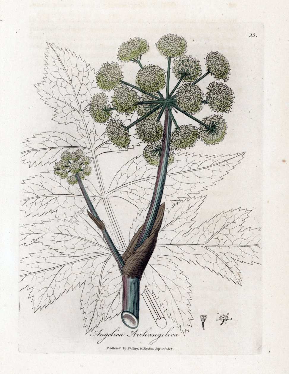 Angelique echt oder officinal oder archangelique - Gartenengelwurz, Angelica archangelica. Handkolorierte Kupferstichgravur von James Sowerby aus William Woodville und Sir William Jackson Hooker