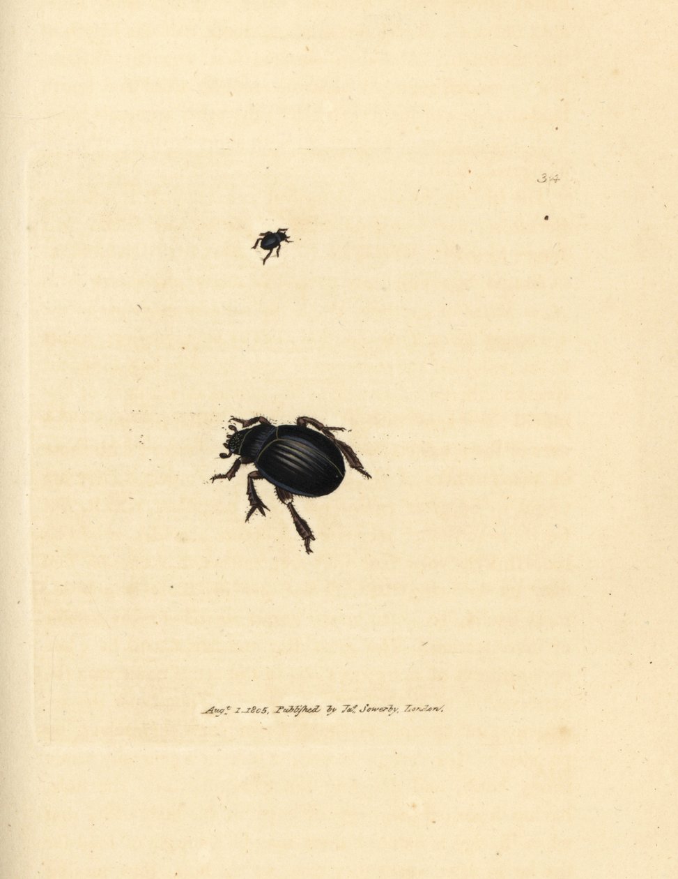 Aphodius arenarius Käfer (Scarabaeus ovalis). Handkolorierter Kupferstich von James Sowerby aus The British Miscellany, oder Coloured figures of new, rare, or little known animal subjects. von James Sowerby