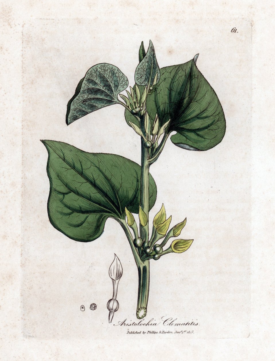 Kletternde Osterluzei, Aristolochia clematitis. Handkolorierte Kupferstichgravur aus einer botanischen Illustration von James Sowerby aus William Woodville und Sir William Jackson Hooker