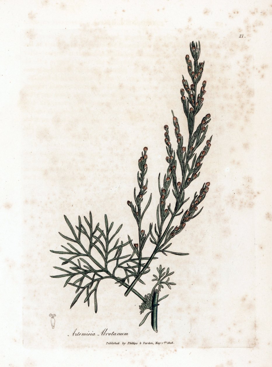 Aurone oder Zitronengras oder Beifuß Zitronengras - Southernwood, Artemisia abrotanum. Handkolorierte Kupferstichgravur von James Sowerby aus William Woodville und Sir William Jackson Hooker