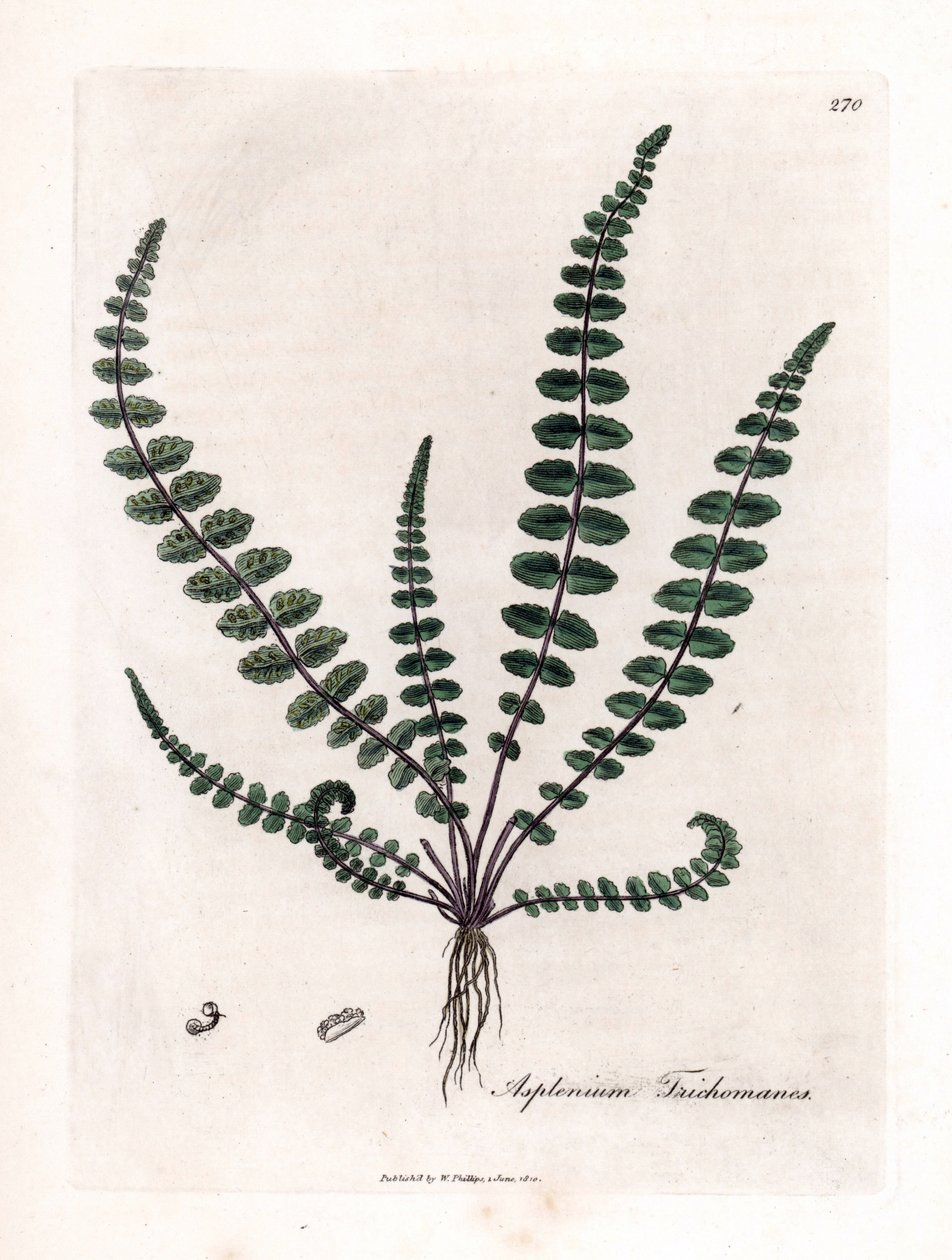 Brauner Streifenfarn, Asplenium trichomanes von James Sowerby