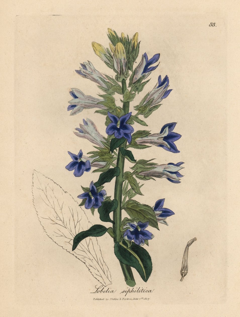 Blau blühende Lobelie oder Kardinalblume, Lobelia siphilitica von James Sowerby