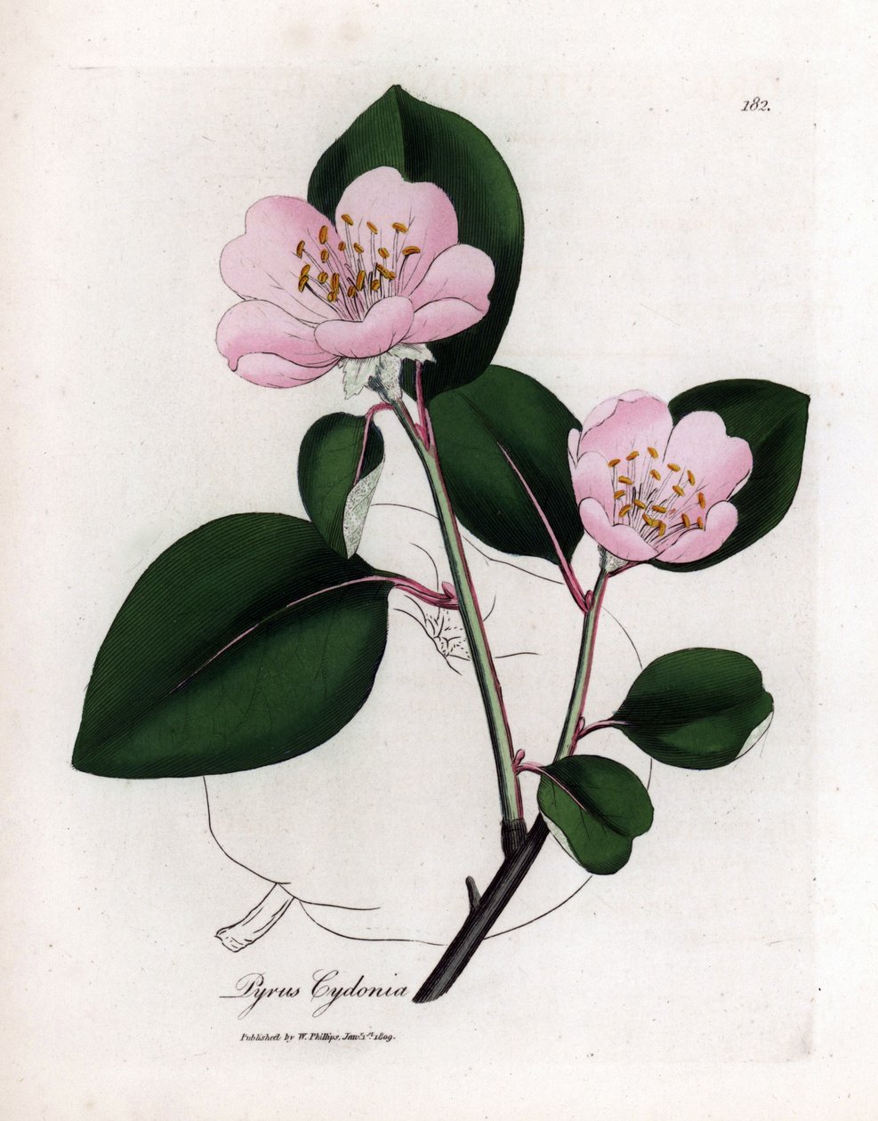 Botanische Tafel: Blumen und Quitte, Frucht des Quittenbaums (Cydonia oblonga) - Rosa blühender Quittenbaum mit Umriss der Frucht, Pyrus cydonia. Handkolorierte Kupferstichgravur aus einer botanischen Illustration von James Sowerby aus William Woodville un von James Sowerby