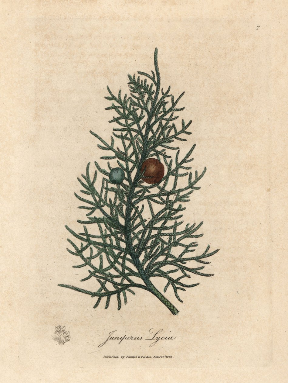Zweig und Beeren des Zedernbaums, Juniperus lycia von James Sowerby