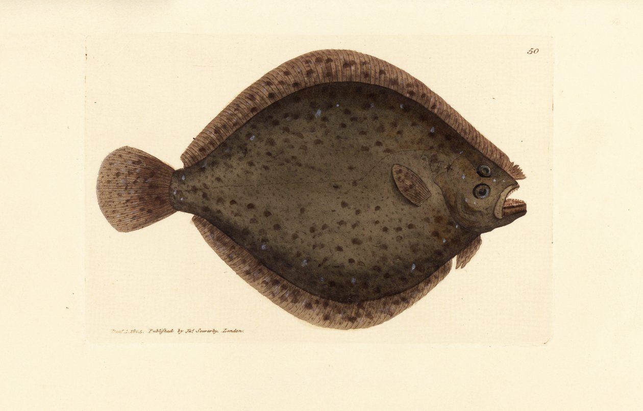 Steinbutt oder Drachenfisch, Scophthalmus rhombus (Pleuronectes rhombus). Handkolorierte Kupferstichgravur von James Sowerby aus The British Miscellany, oder Coloured figures of new, rare, or little known animal subjects. von James Sowerby