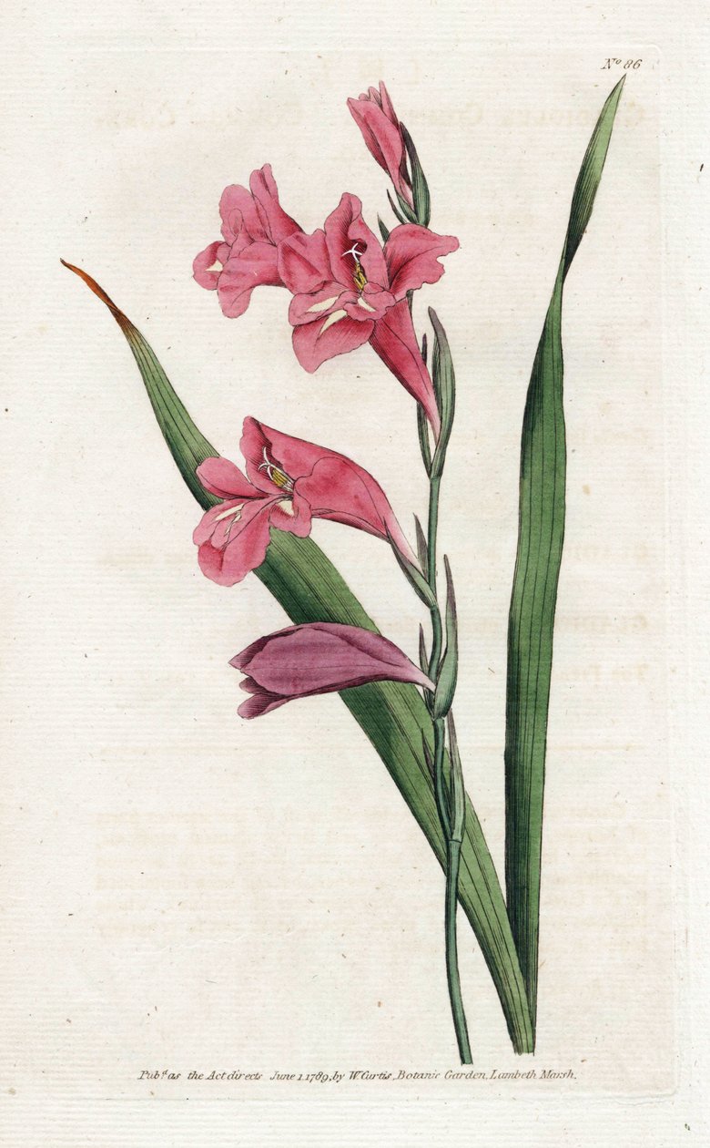 Gemeiner Glaieul - Lithographie von James Sowerby (1757-1822), aus dem Botanischen Magazin von William Curtis (1746-1799) von James Sowerby