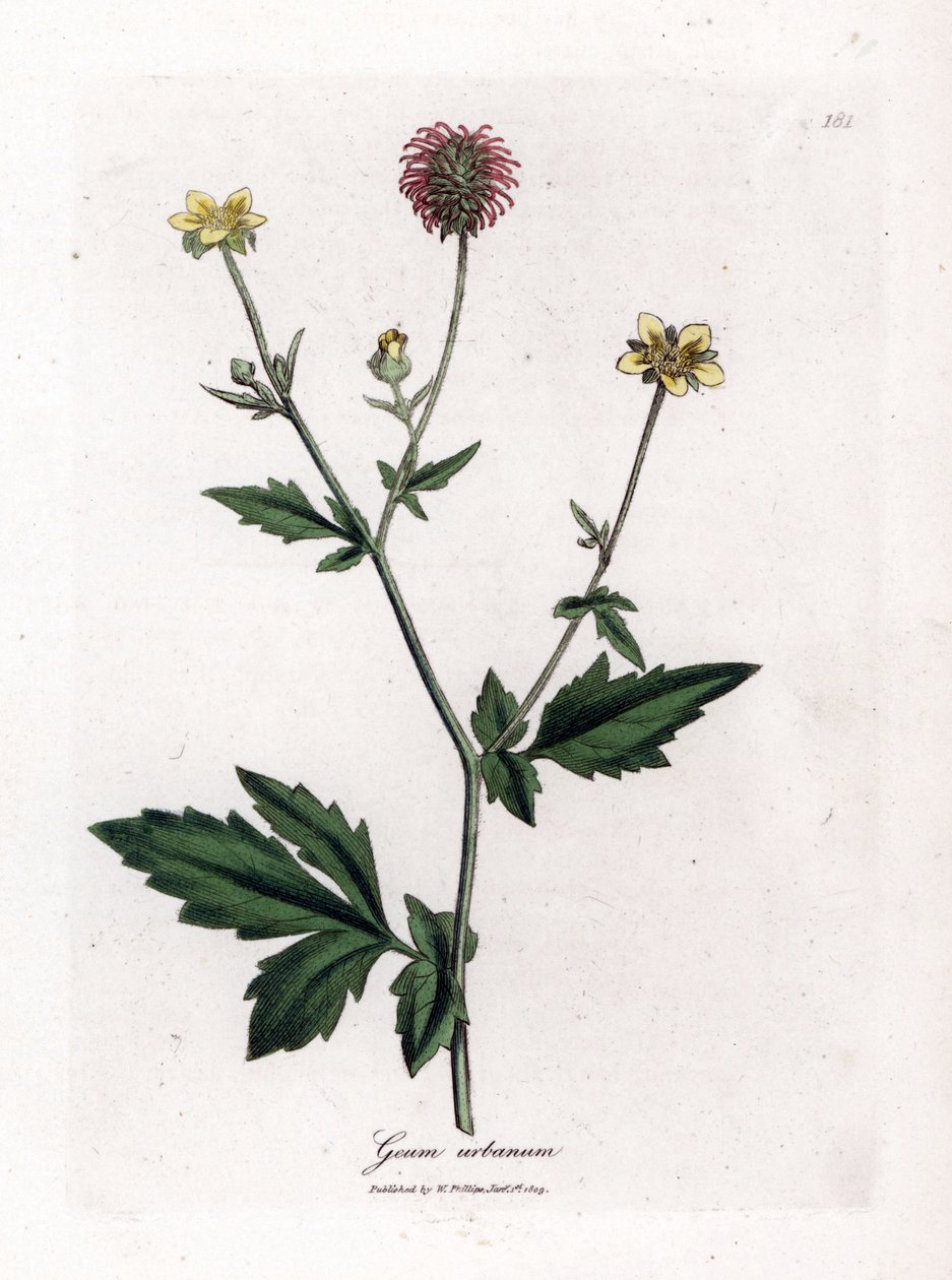 Gemeiner Benoit oder Gras von Saint Benoit - Nelkenwurz, Geum urbanum. Handkolorierte Kupferstich-Illustration von James Sowerby aus William Woodville und Sir William Jackson Hookers „Medical Botany“, John Bohn, London von James Sowerby