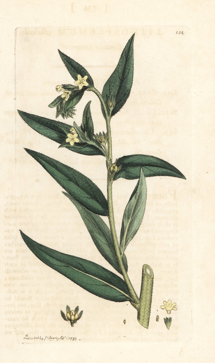 Echter Steinsame, Lithospermum officinale. Handkolorierter Kupferstich nach einer Illustration von James Sowerby aus James Smiths English Botany, London von James Sowerby