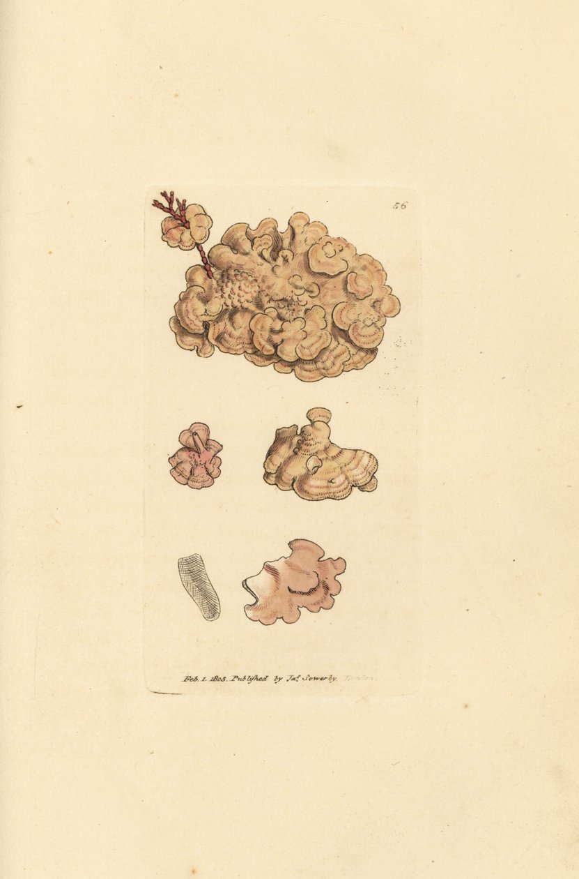 Korallenart, Corallina auriculariaeformis. Handkolorierter Kupferstich von James Sowerby aus The British Miscellany, or Coloured figures of new, rare, or little known animal subjects von James Sowerby