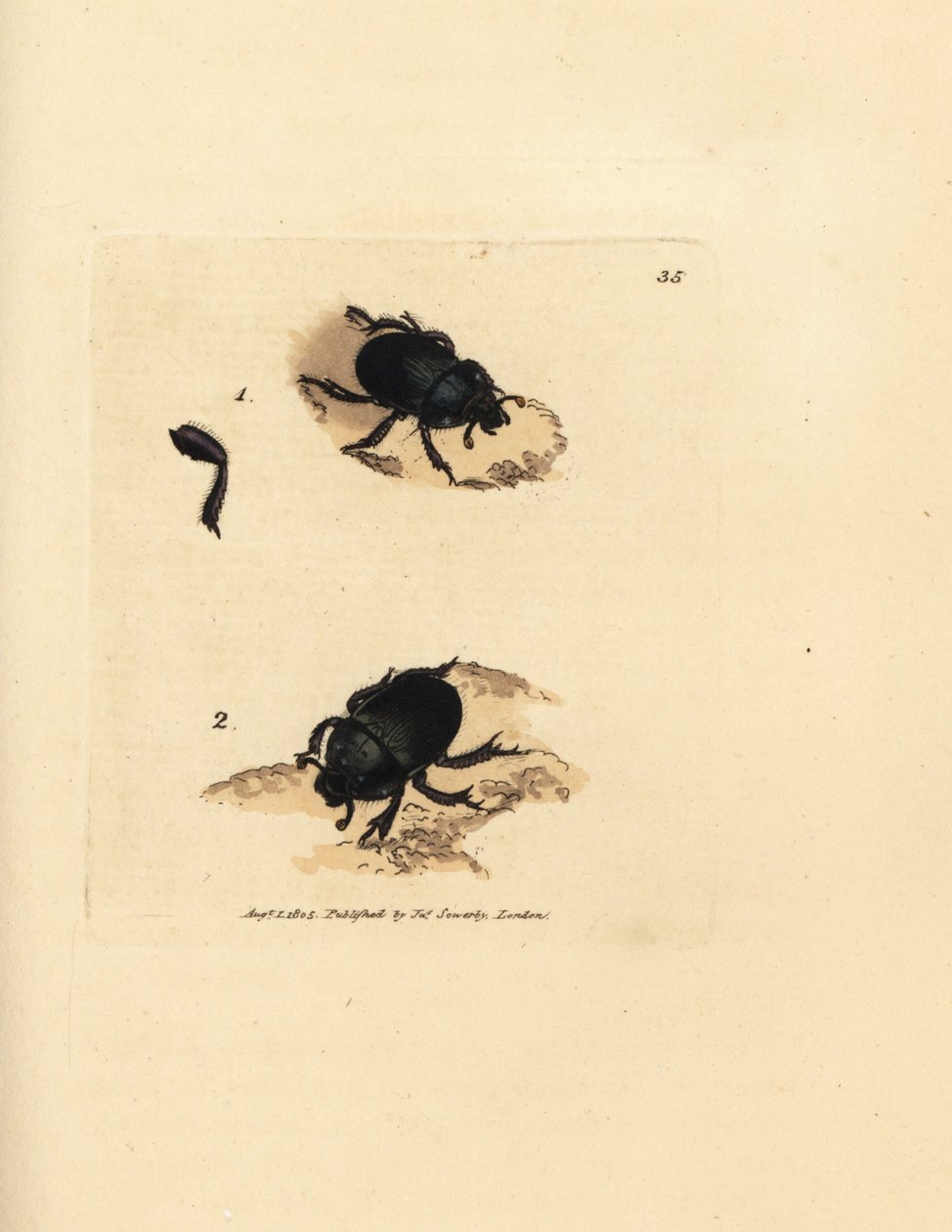 Mistkäfer oder Erdbohrender Mistkäfer, Geotrupes puncticollis (Scarabaeus spiniger). Handkolorierte Kupferstichgravur von James Sowerby aus The British Miscellany, oder Coloured figures of new, rare, or little known animal subjects. von James Sowerby