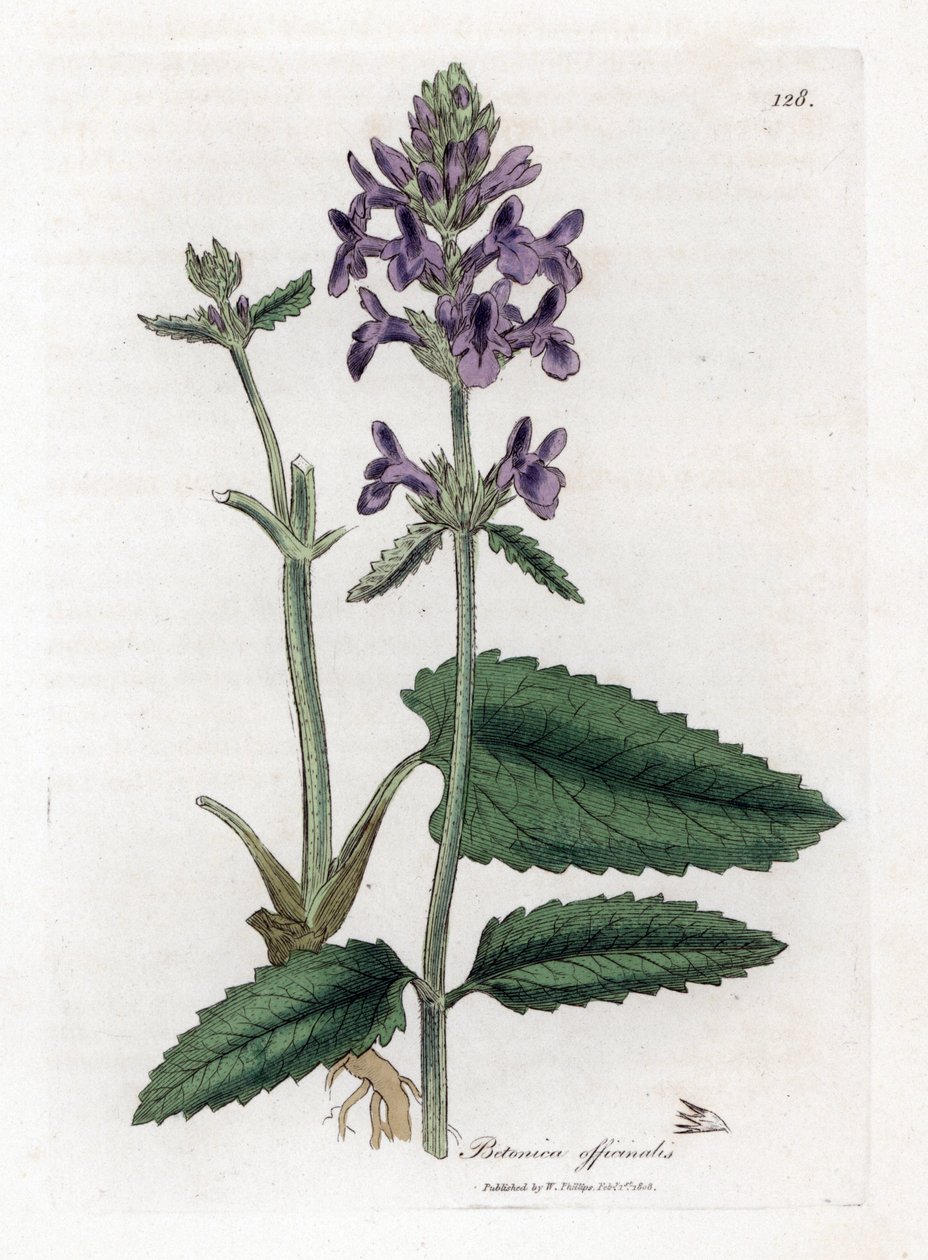 Betonie, Stachys officinalis von James Sowerby