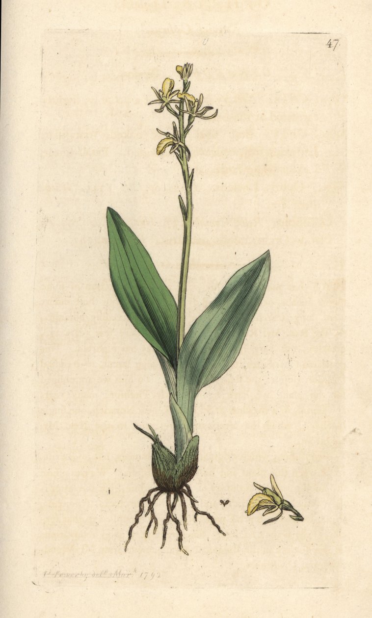 Sumpf-Stendelwurz, Liparis loeselii von James Sowerby