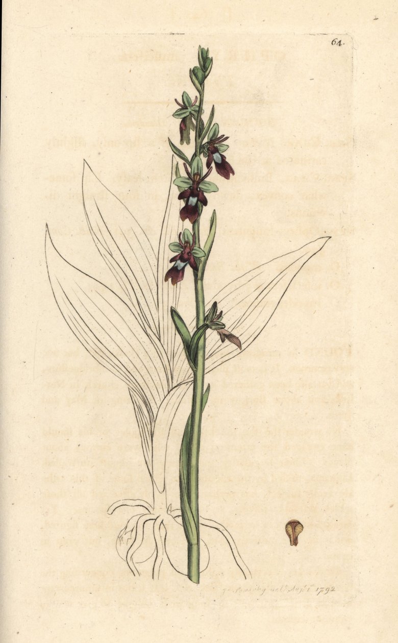 Fliegen-Ragwurz, Ophrys insectifera. Handkolorierter Kupferstich nach einer Illustration von James Sowerby aus James Smiths English Botany, London von James Sowerby
