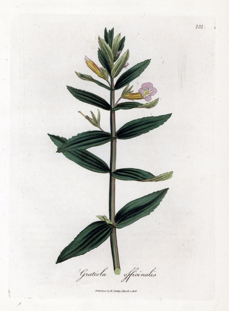 Gnadenkraut, Gratiola officinalis von James Sowerby