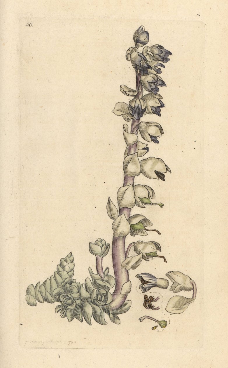 Große Zahnwurz, Lathraea squamaria. Handkolorierter Kupferstich nach einer Illustration von James Sowerby aus James Smiths English Botany, London von James Sowerby