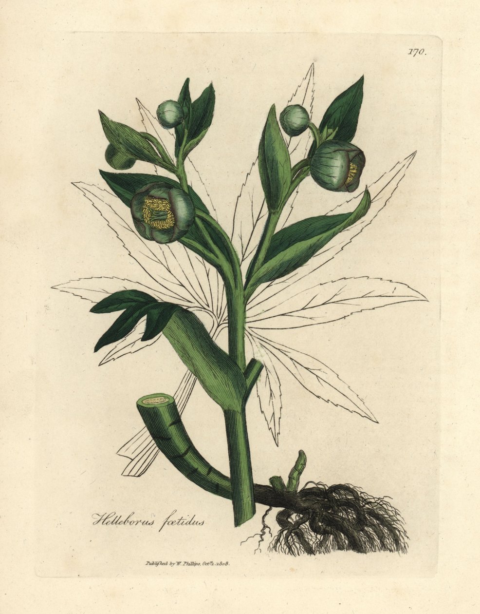 Grünblühende stinkende Nieswurz oder Bärenfuß, Helleborus foetidus von James Sowerby