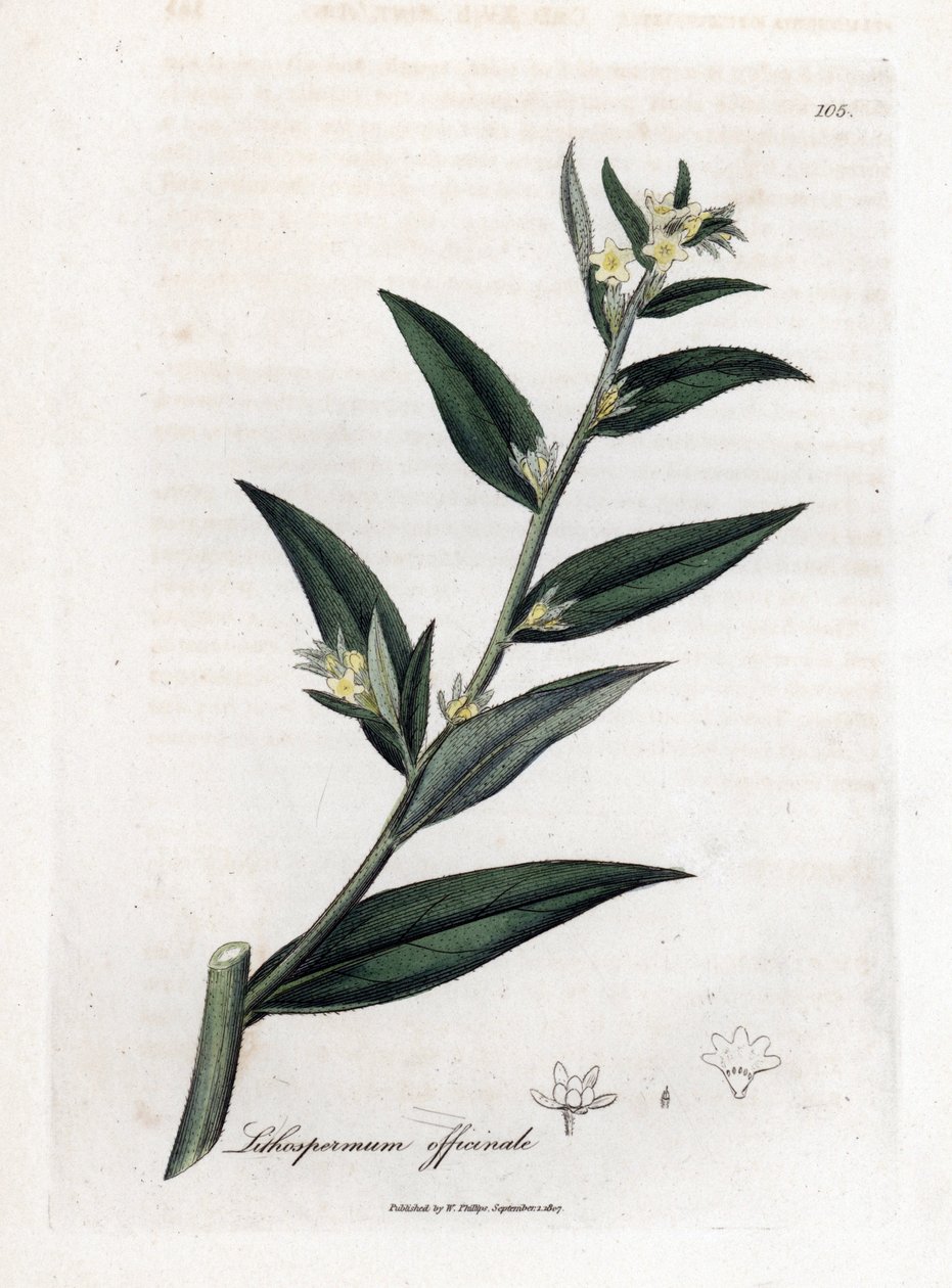Steinsame, Lithospermum officinale. Handkolorierter Kupferstich aus einer botanischen Illustration von James Sowerby aus William Woodville und Sir William Jackson Hooker