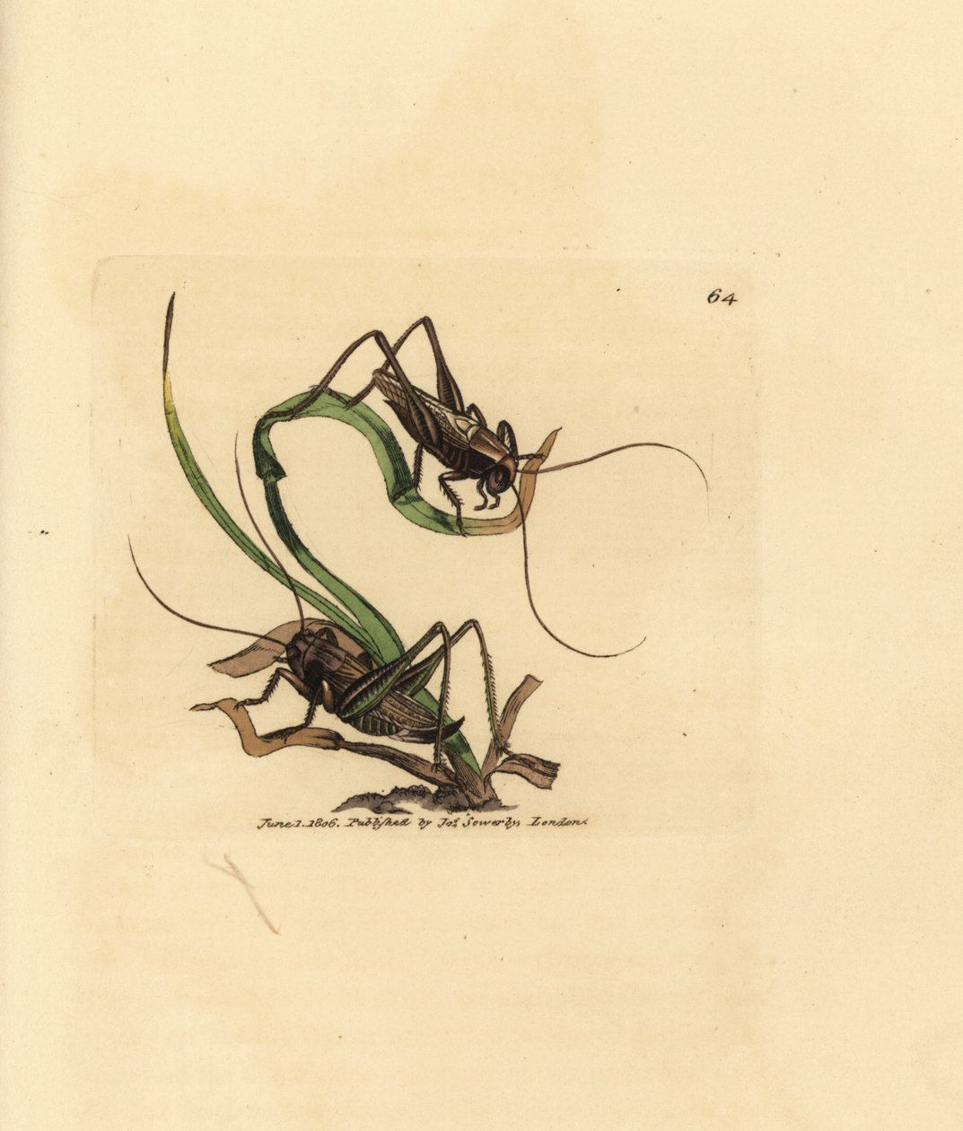Graue Buschgrille, Platycleis grisea (Graue Heuschrecke, Locust grisea). Handkolorierter Kupferstich von James Sowerby aus The British Miscellany, oder Coloured figures of new, rare, or little known animal subjects. von James Sowerby