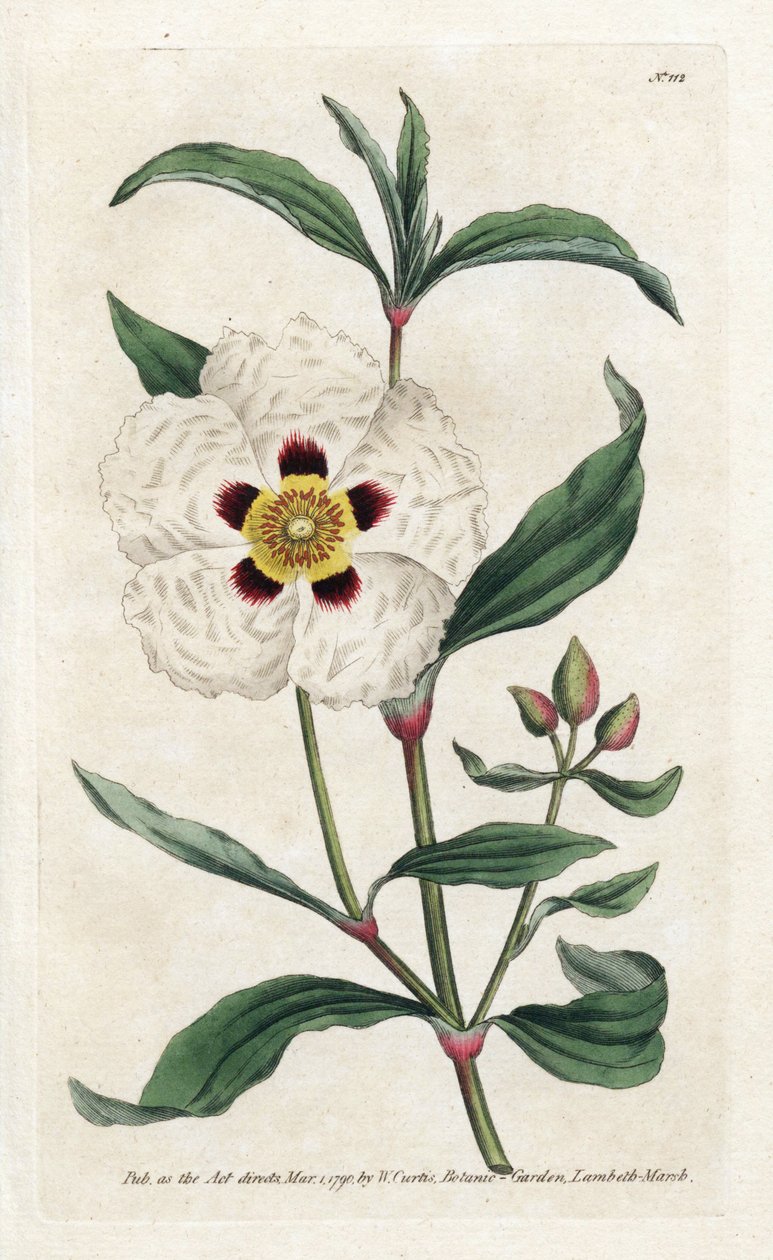Ladanifere oder Ledon Cistus - Lithographie von James Sowerby, aus dem Botanical Magazine von William Curtis von James Sowerby