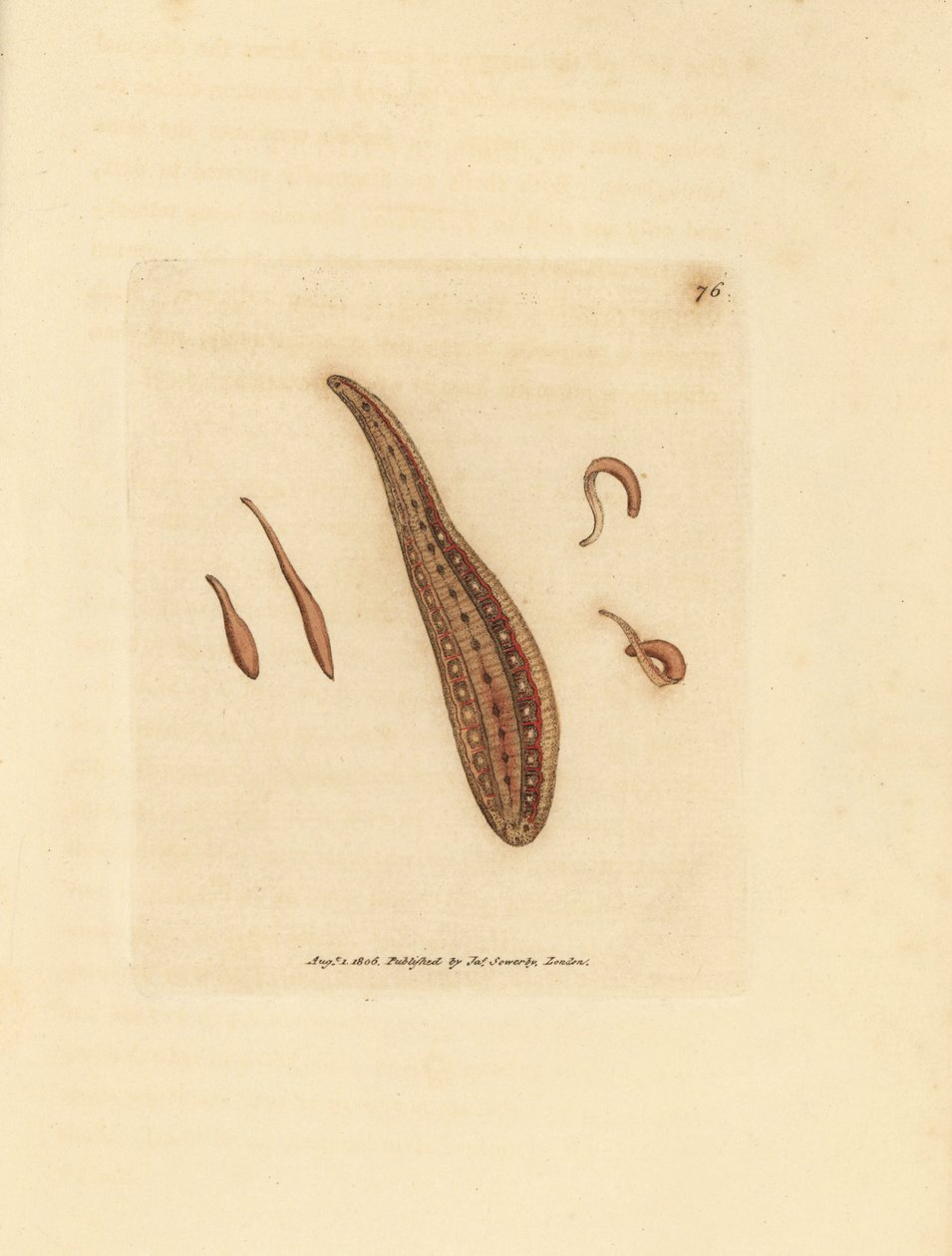 Blutegel, Hirudo circulans. Handkolorierter Kupferstich von James Sowerby aus The British Miscellany, oder Coloured figures of new, rare, or little known animal subjects. von James Sowerby