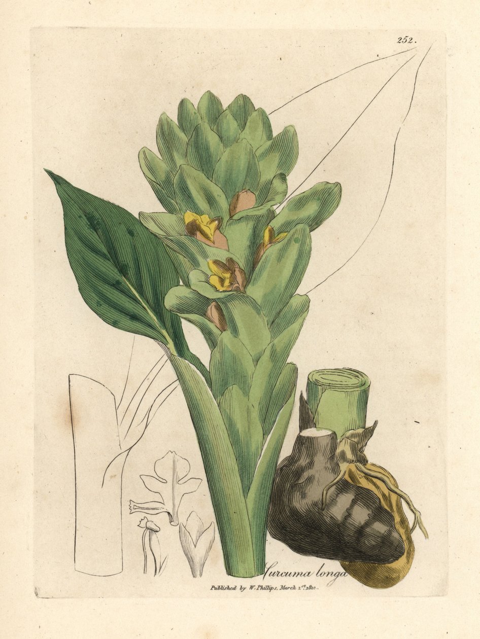 Langwurzeliger Kurkuma, Curcuma longa von James Sowerby