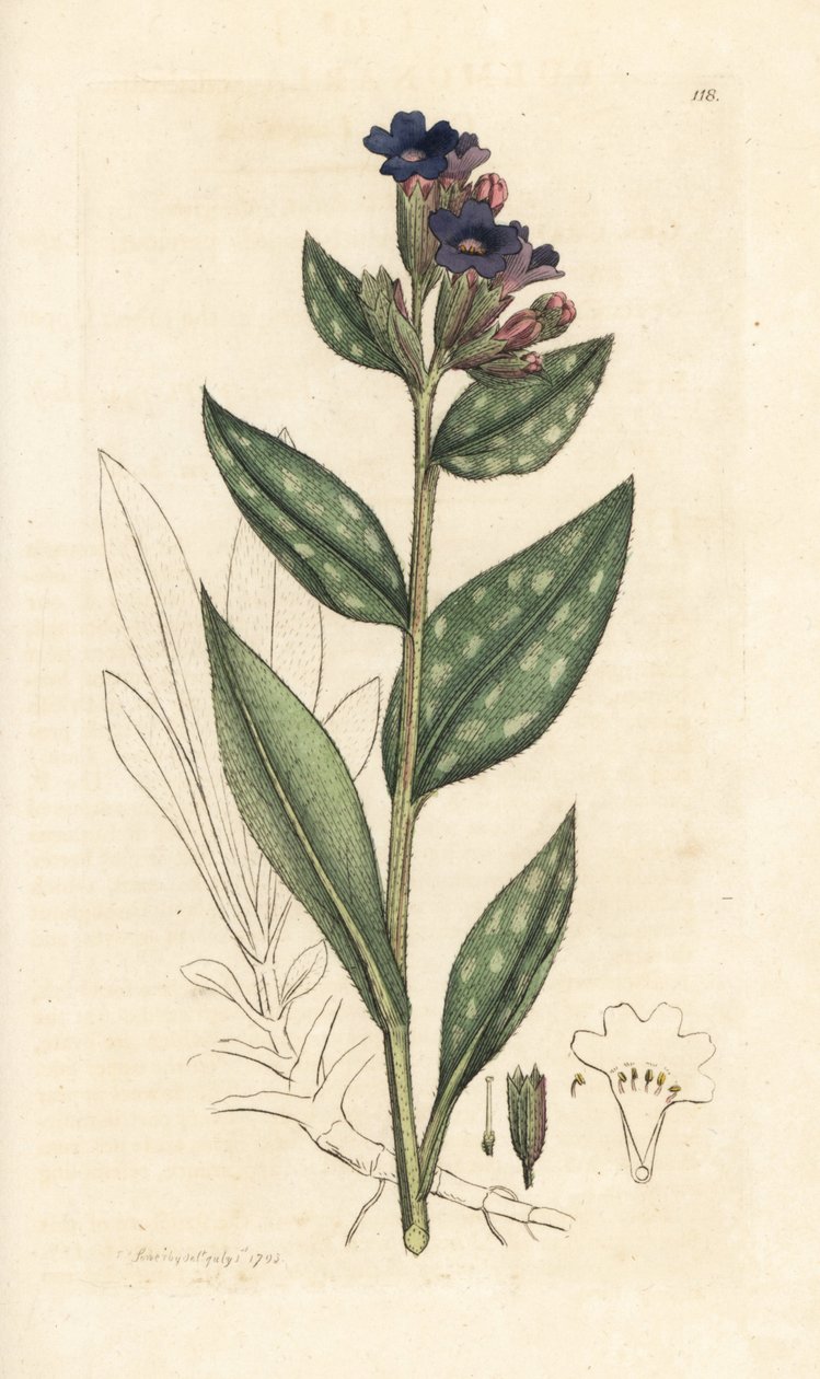 Lungenkraut, Pulmonaria officinalis. Handkolorierter Kupferstich nach einer Illustration von James Sowerby aus James Smiths English Botany, London von James Sowerby