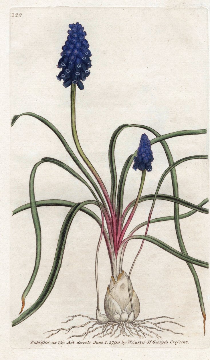Muscari ein Bündel oder Muscari neglige von James Sowerby