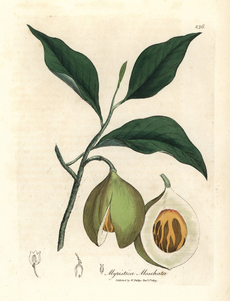 Muskatnuss- und Muskatbaum, Myristica moschata, Myristica fragrans von James Sowerby