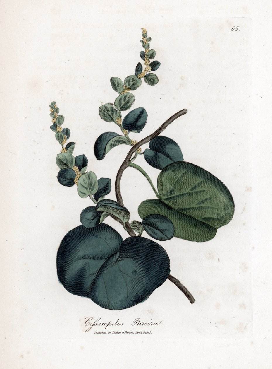 Pareira, Cissampelos pareira von James Sowerby