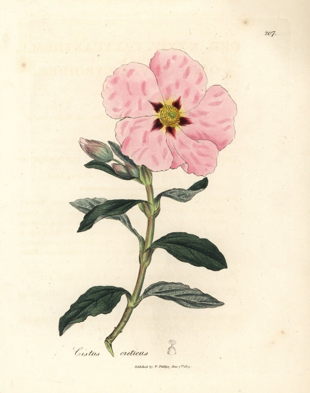 Rosa blühender kretischer Zistrose, Cistus creticus von James Sowerby