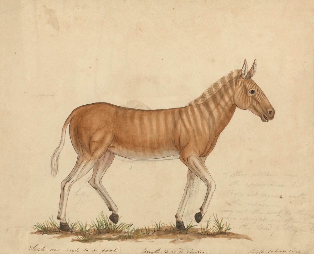 Quagga-Zebra von James Sowerby