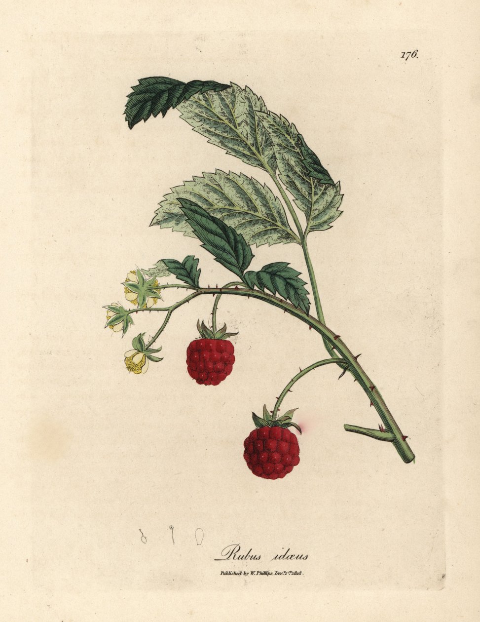 Himbeerstrauch mit reifen Früchten und gelben Blüten, Rubus idaeus von James Sowerby