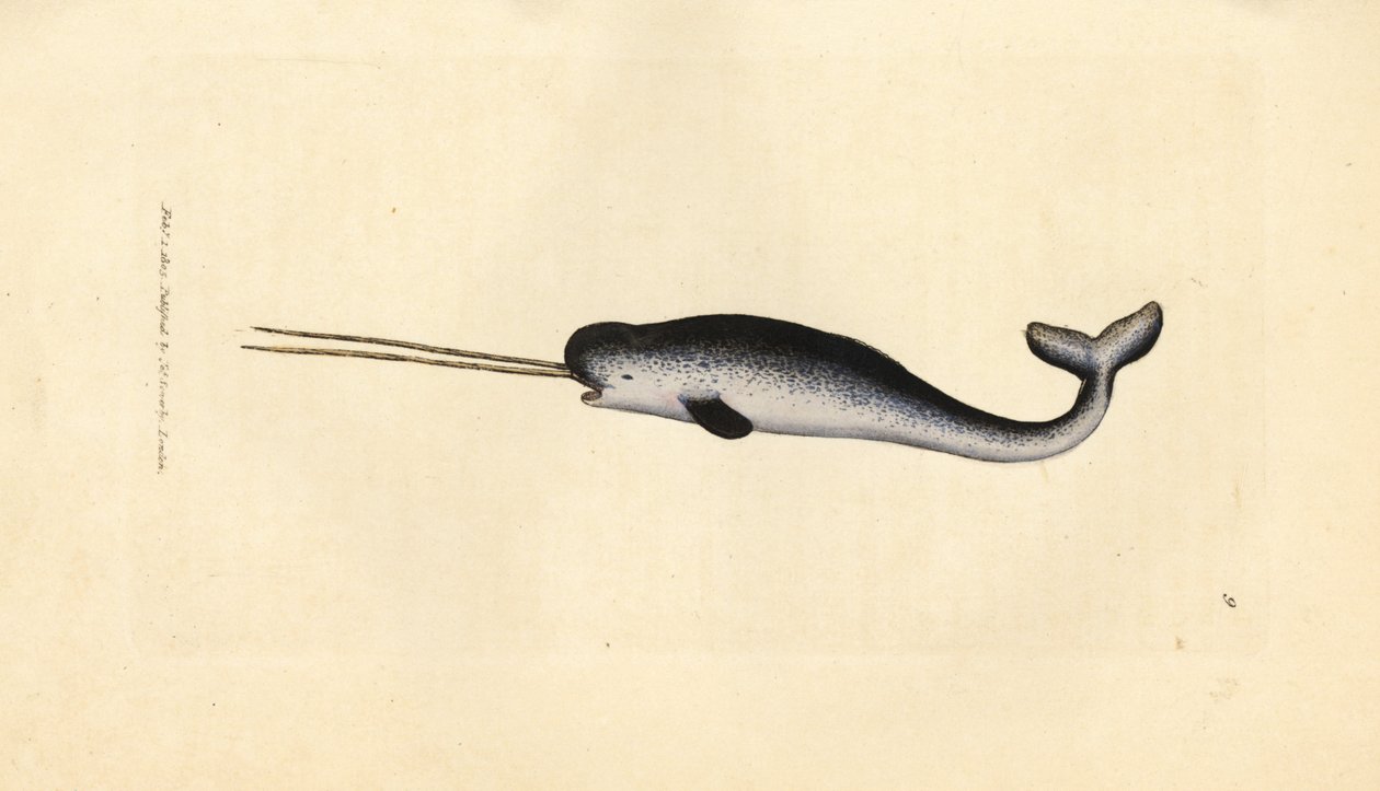 Narwal, Monodon monoceros. Seltenes Exemplar mit doppeltem Stoßzahn. Handkolorierter Kupferstich von James Sowerby aus The British Miscellany, oder Coloured figures of new, rare, or little known animal subjects. von James Sowerby