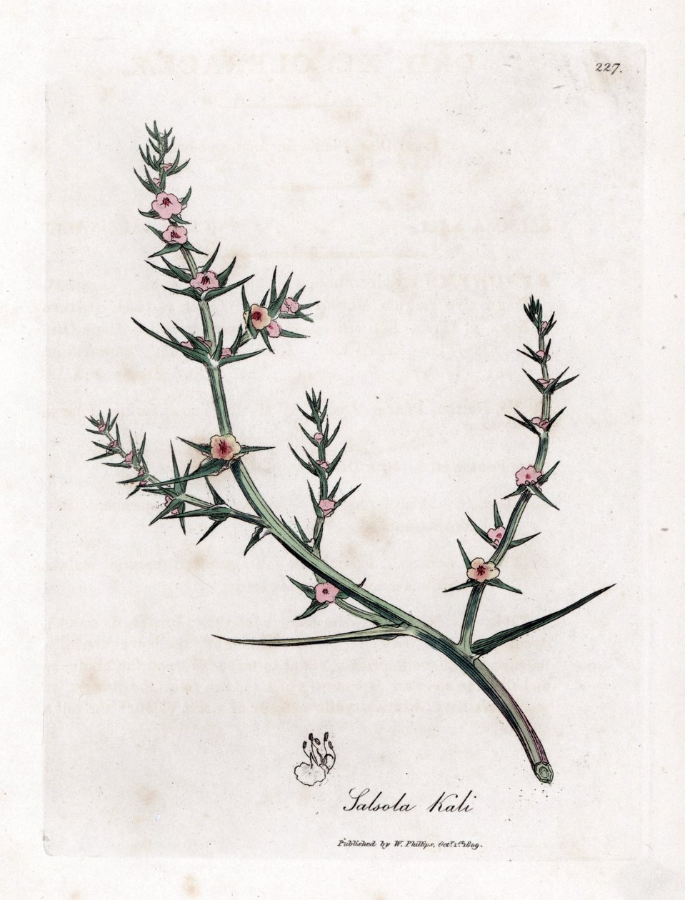 Stachelige Salzmelde, Kali turgida. Handkolorierte Kupferstichgravur aus einer botanischen Illustration von James Sowerby aus William Woodville und Sir William Jackson Hooker